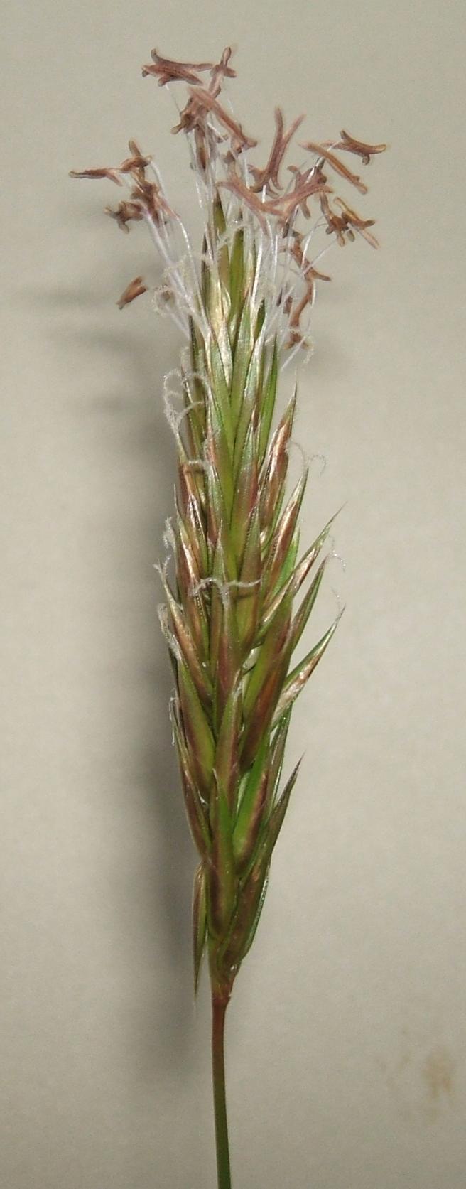 Anthoxanthum cfr.odoratum e Rumex acetosella